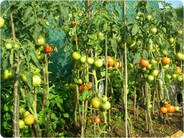 Viveros Don Pedro Plantación de tomate
